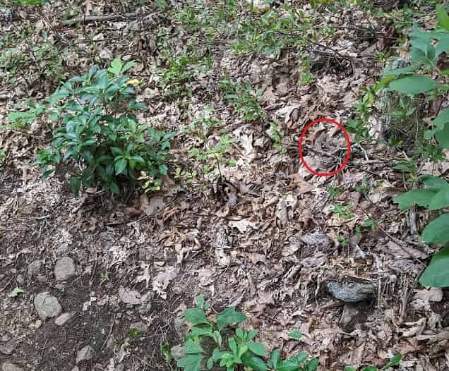 Optical Illusion Can you spot a snake in the forest in 9 seconds?